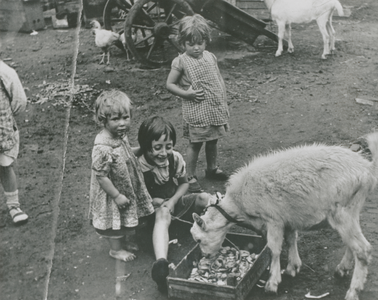 876866 Afbeelding van enkele kinderen van woonwagenbewoners met loslopende kippen en geiten, op het woonwagenkamp aan ...